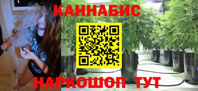 сатива Гай